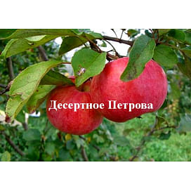 Саженцы яблони Десертное Петрова Садоград 1-летний саженец