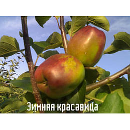 Яблоня "Зимняя красавица" Садоград 2хлетние саженцы