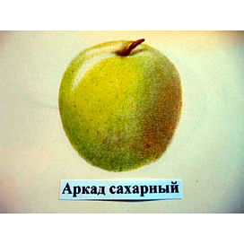 Саженцы яблони Аркад сахарный на карликовых подвоях Садоград 1-летний саженец