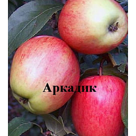 Саженцы яблони Аркадик на карликовых подвоях Садоград 1-летний саженец