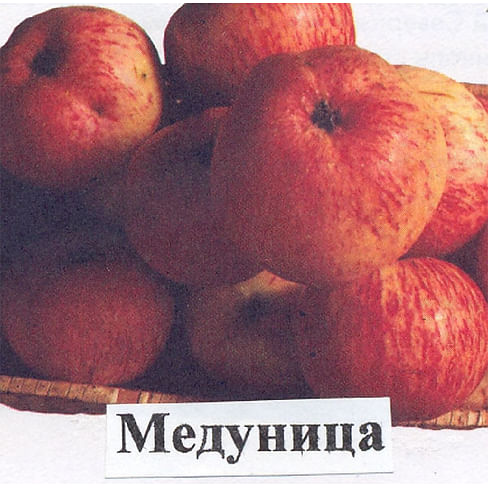 Саженцы яблони Медуница на карликовых подвоях Садоград 2-летний саженец