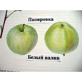 Саженцы яблони Папировка на карликовых подвоях Садоград 1-летний саженец
