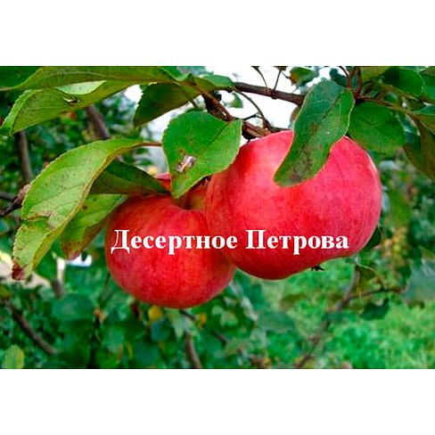 Саженцы яблони Десертное Петрова на карликовых подвоях Садоград 1-летний саженец