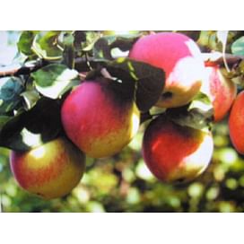Саженцы яблони Орловское полосатое на карликовых подвоях Садоград 1-летний саженец