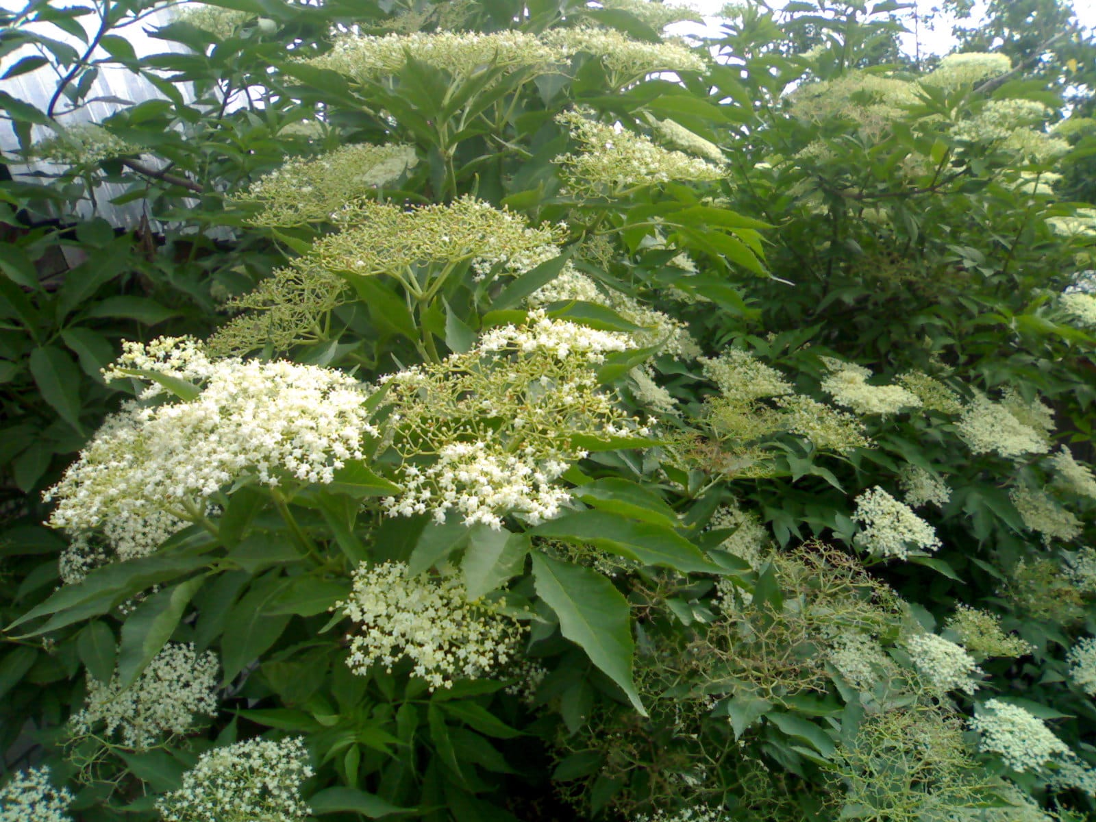 Саженцы бузины чёрной (Sambucus Nigra) Садоград 1-2-3хлетние саженцы