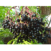 Саженцы бузины чёрной (Sambucus Nigra) Садоград 1-2-3хлетние саженцы