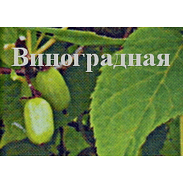 Актинидия коломикта "Виноградная" Садоград 1-2хлетние саженцы.