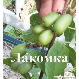 Актинидия коломикта "Лакомка" Садоград 1-2хлетние саженцы.