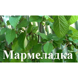 Саженцы Актинидия коломикта "Мармеладка" Садоград 1-2хлетние саженцы