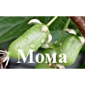 Саженцы Актинидия коломикта "Мома" Садоград 1-2хлетние саженцы