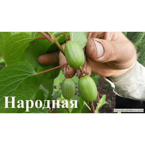 Саженцы Актинидия коломикта "Народная" Садоград 1-2хлетние саженцы