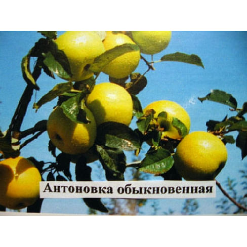 Саженцы яблони Антоновка обыкновенная на карликовых подвоях Садоград 2-летний саженец