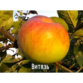 Саженцы яблони Витязь на карликовых подвоях Садоград 2-летний саженец