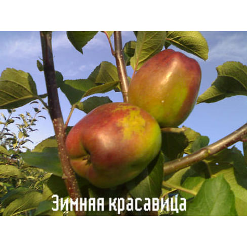 Саженцы яблони Зимняя красавица на карликовых подвоях Садоград 1-летний саженец