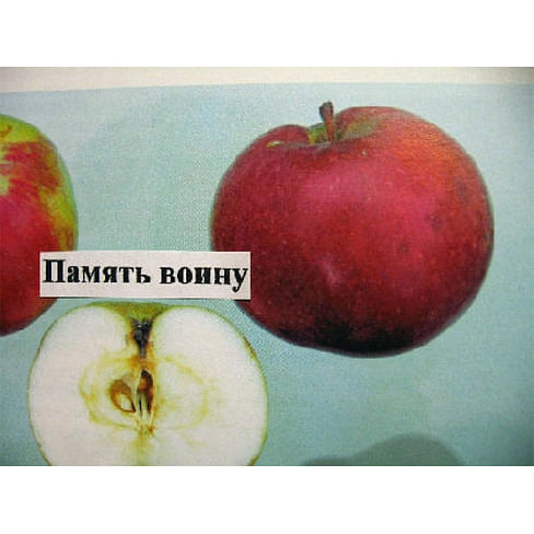 Саженцы яблони Память воину на карликовых подвоях Садоград 2-летний саженец