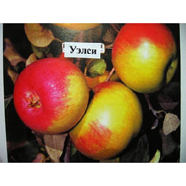 Саженцы яблони Уэлси на карликовых подвоях Садоград 1-летний саженец