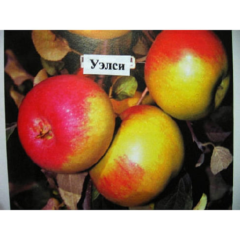 Саженцы яблони Уэлси на карликовых подвоях Садоград 1-летний саженец
