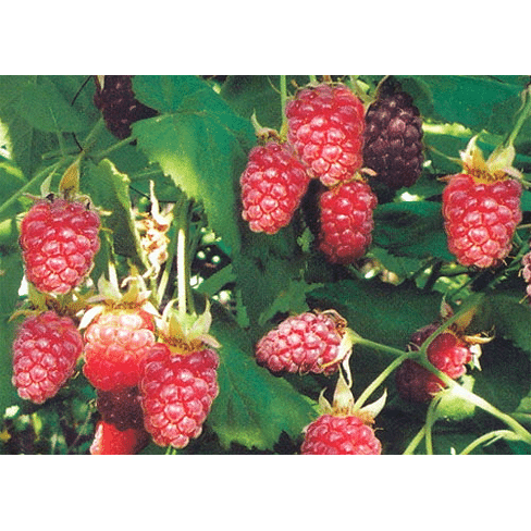 Саженцы ежемалины "Логанберри" (Loganberry) Садоград 1-2хлетние саженцы