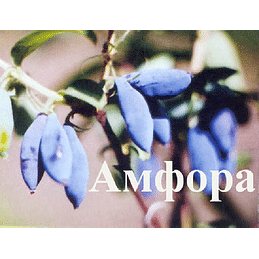 Саженцы жимолости садовой "Аморфа" Садоград 2хлетние саженцы