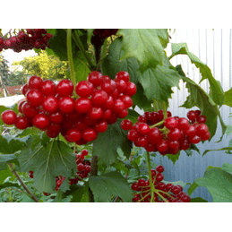 Калина "Награда" Садоград 2хлетний саженец