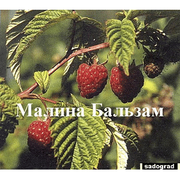 Саженцы малины обыкновенной "Бальзам" Садоград 1-2хлетние саженцы
