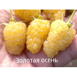 Малина ремонтантная "Золотая осень" Садоград 1-2хлетние саженцы