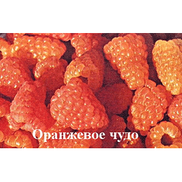 Малина ремонтантная "Оранжевое чудо" Садоград 1-2хлетние саженцы