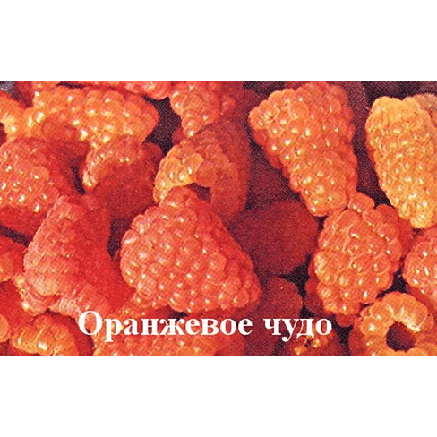 Саженцы Малина ремонтантная "Оранжевое чудо" Садоград