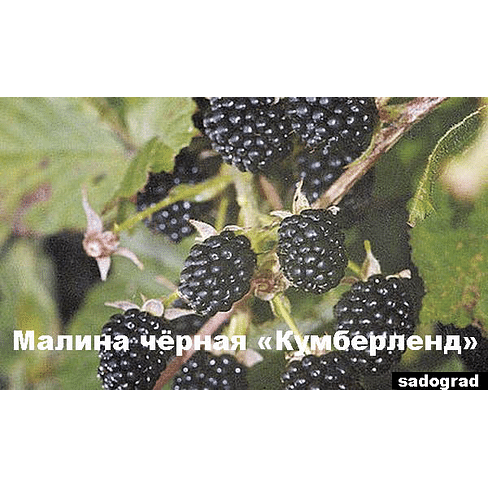Саженцы Малина чёрная "Кумберленд" Садоград