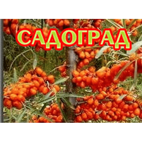 Саженцы Облепиха "Джемовая" Садоград 2-3летние саженцы