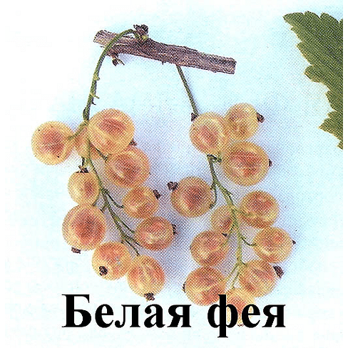 Саженцы смородины белой "Белая фея" (Алмазная) Садоград 1-2хлетние саженцы