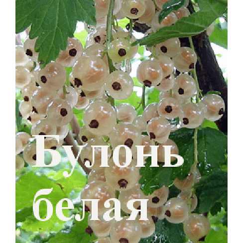 Смородина белая "Булонь белая" Садоград 1-2хлетние саженцы