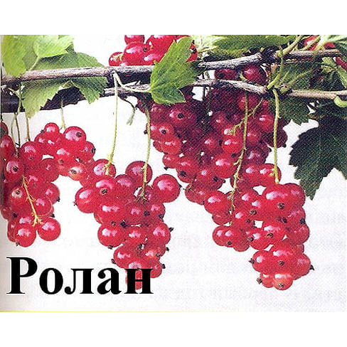 Смородина красная "Ролан" Садоград 1-2хлетние саженцы