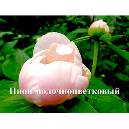 Саженцы пиона молочноцветкового Садоград 2хлетние саженцы