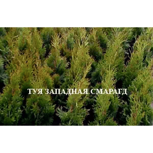 Туя западная "Смарагд" Садоград 3хлетний саженец