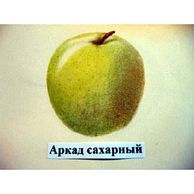 Саженцы яблони Аркад сахарный на полукарликовых подвоях Садоград 1-летний саженец