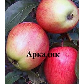 Саженцы яблони Аркадик на полукарликовых подвоях Садоград 1-летний саженец