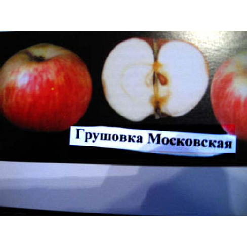 Саженцы яблони Грушовка московская на полукарликовых подвоях Садоград 1-летний саженец