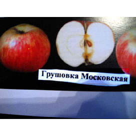 Саженцы яблони Грушовка московская на полукарликовых подвоях Садоград 2-летний саженец