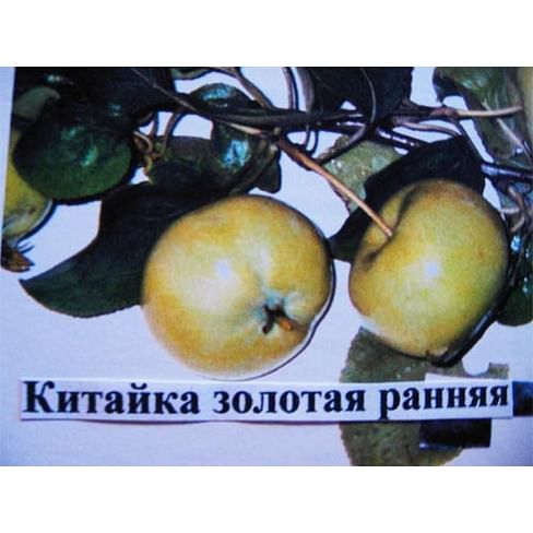 Саженцы яблони Китайка золотая ранняя на полукарликовых подвоях Садоград 1-летний саженец
