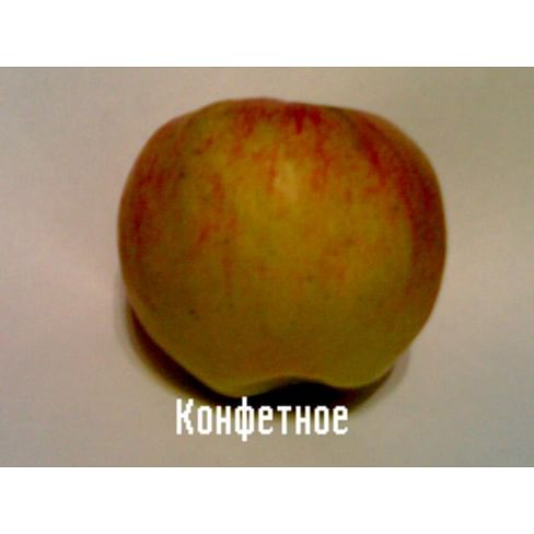 Саженцы яблони Конфетное на полукарликовых подвоях Садоград 2-летний саженец