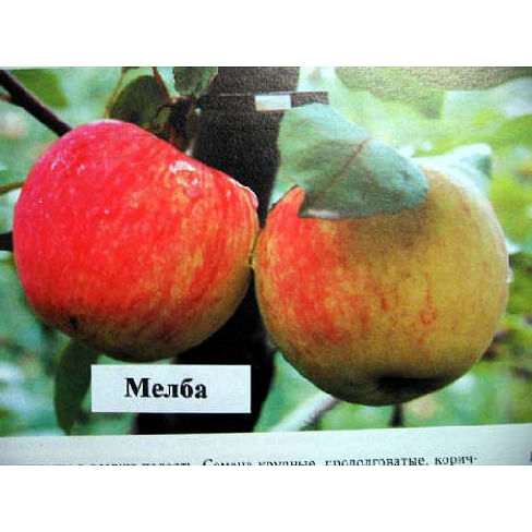 Саженцы яблони Мелба на полукарликовых подвоях Садоград 1-летний саженец