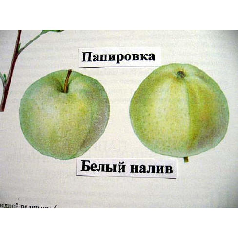 Саженцы яблони Папировка на полукарликовых подвоях Садоград 2-летний саженец