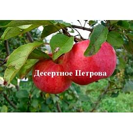 Саженцы яблони Десертное Петрова на полукарликовых подвоях Садоград 1-летний саженец
