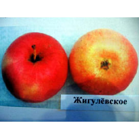 Саженцы яблони Жигулёвское на полукарликовых подвоях Садоград 1-летний саженец