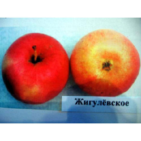 Саженцы яблони Жигулёвское на полукарликовых подвоях Садоград 1-летний саженец