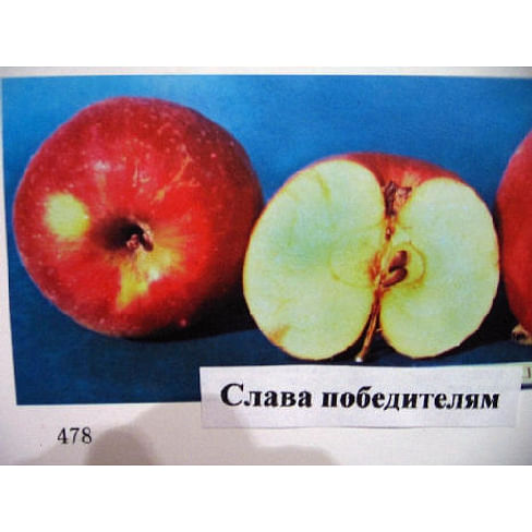 Саженцы яблони Слава Победителям на полукарликовых подвоях Садоград 1-летний саженец