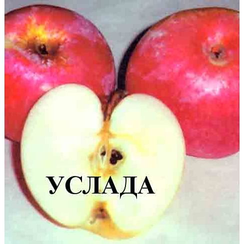 Саженцы яблони Услада на полукарликовых подвоях Садоград 1-летний саженец