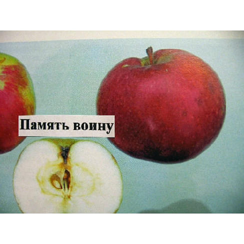 Саженцы яблони Память воину на полукарликовых подвоях (зимний сорт) Садоград 1-летний саженец