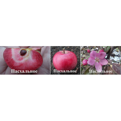 Саженцы яблони Пасхальное на полукарликовых подвоях (зимний сорт) Садоград 1-летний саженец
